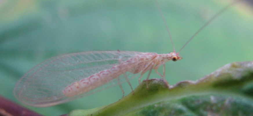 Chrysoperla pallida o carnea